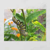 Monarchische Raupe Postkarte (Vorderseite)