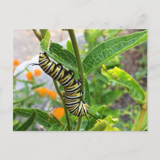 Monarchische Raupe Postkarte (Vorderseite)