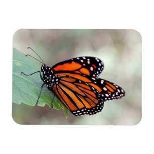 Monarchruhe Magnet
