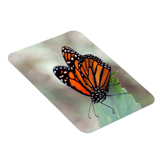 Monarchruhezeit Magnet (Rechte Seite)