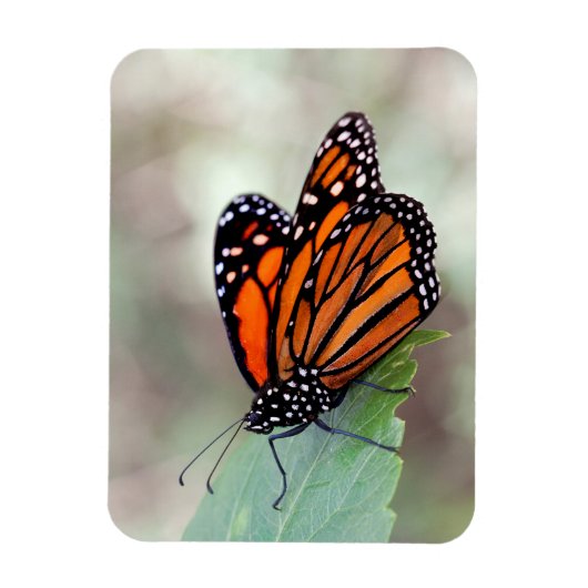 Monarchruhezeit Magnet (Vertikal)