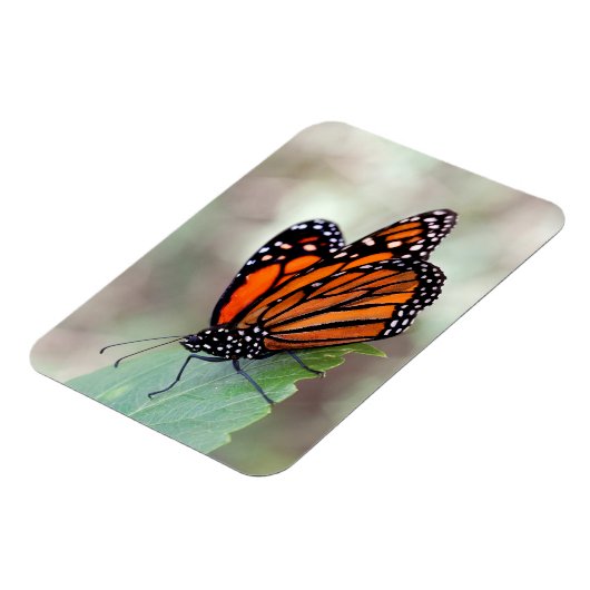 Monarchruhezeit Magnet (Linke Seite)