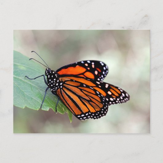 Monarchruhezeit Postkarte (Vorderseite)