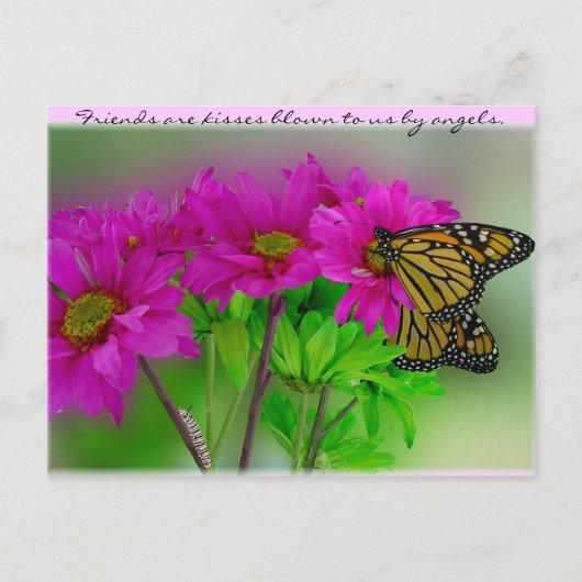 Monarchs and Daisies Postcard Postkarte (Vorderseite)