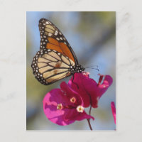 Monarchschmetterling auf Bougainvillea Blüte