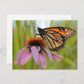 Monarchschmetterling auf dem Lila Foto Postkarte (Vorne/Hinten)