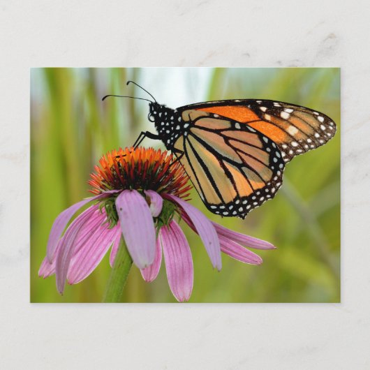 Monarchschmetterling auf dem Lila Foto Postkarte (Vorderseite)