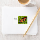 Monarchschmetterling auf der Zypresse-Pflanze Adressaufkleber (Insitu)