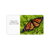 Monarchschmetterling auf der Zypresse-Pflanze Adressaufkleber (Vorne)