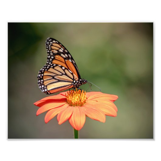 Monarchschmetterling auf einer orangen Blume Fotodruck (Vorne)
