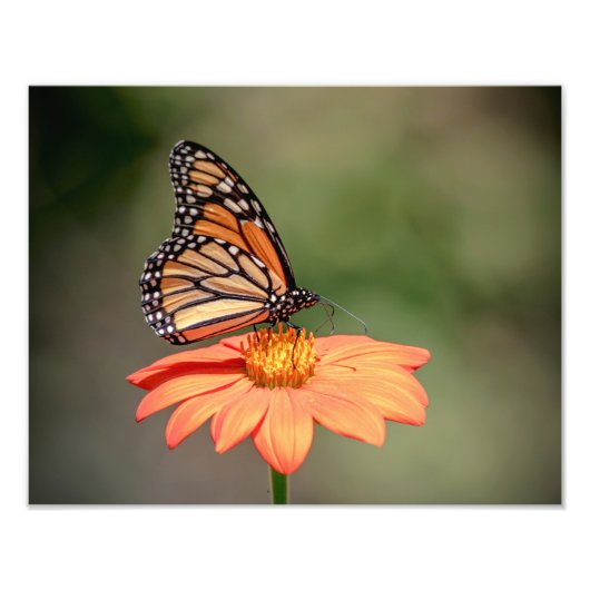 Monarchschmetterling auf einer orangen Blume Fotodruck (Vorne)