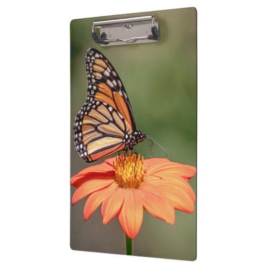 Monarchschmetterling auf einer orangen Blume Klemmbrett (Links)