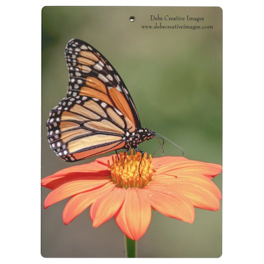 Monarchschmetterling auf einer orangen Blume Klemmbrett (Rückseite)