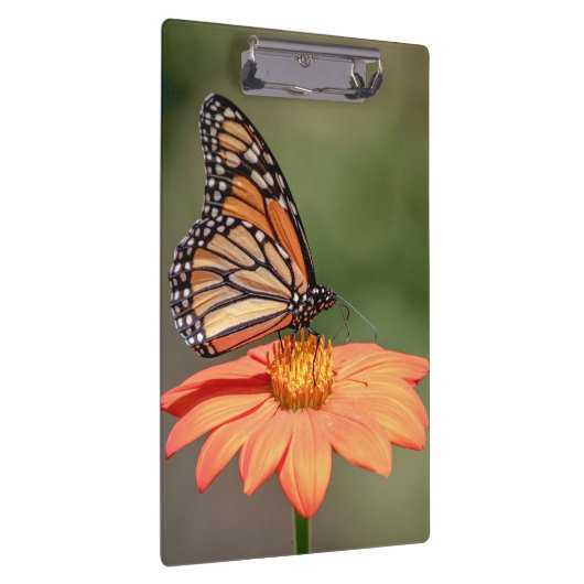 Monarchschmetterling auf einer orangen Blume Klemmbrett (Rechts)