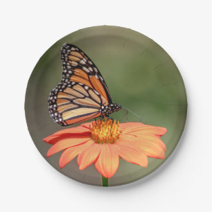 Monarchschmetterling auf einer orangen Blume Pappteller