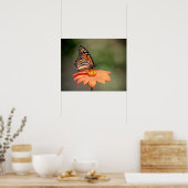 Monarchschmetterling auf einer orangen Blume Poster (Küche)