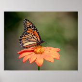 Monarchschmetterling auf einer orangen Blume Poster (Vorne)