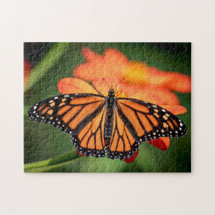 Monarchschmetterling auf einer orangen Blume Puzzle
