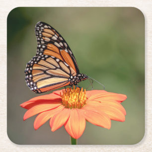 Monarchschmetterling auf einer orangen Blume Rechteckiger Pappuntersetzer