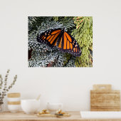 Monarchschmetterling auf Evergres Poster (Küche)