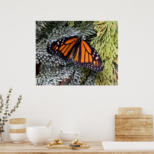Monarchschmetterling auf Evergres Poster (Küche)