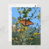 Monarchschmetterling auf gelben Wildblumen Postkarte (Vorne/Hinten)