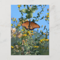 Monarchschmetterling auf gelben Wildblumen