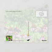 Monarchschmetterling auf lila Präriefefelder Postkarte (Rückseite)