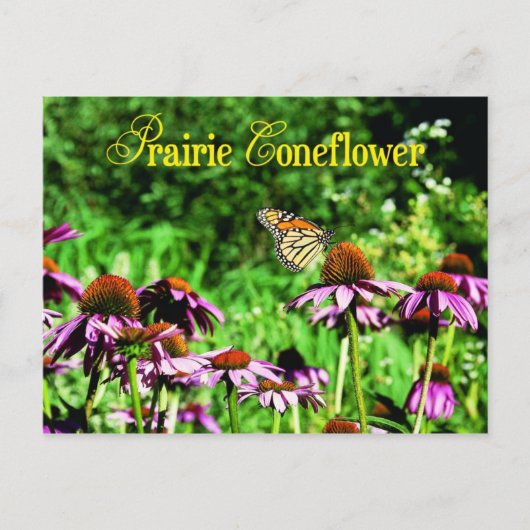 Monarchschmetterling auf lila Präriefefelder Postkarte (Vorderseite)