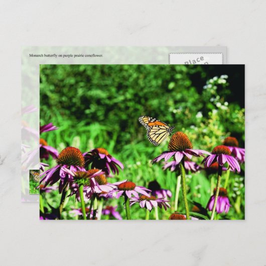 Monarchschmetterling auf lila Präriefefelder Postkarte (Vorne/Hinten)