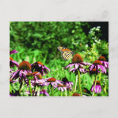 Monarchschmetterling auf lila Präriefefelder Postkarte (Vorderseite)