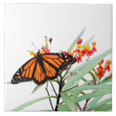 Monarchschmetterling auf Milchkrautblüten, auf Wei Fliese (Vorderseite)