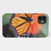 Monarchschmetterling auf orange Blume Case-Mate iPhone Hülle (Rückseite (Horizontal))