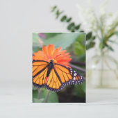 Monarchschmetterling auf orangefarbener Blume Postkarte (Stehend Vorderseite)