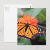 Monarchschmetterling auf orangefarbener Blume Postkarte (Vorne/Hinten)