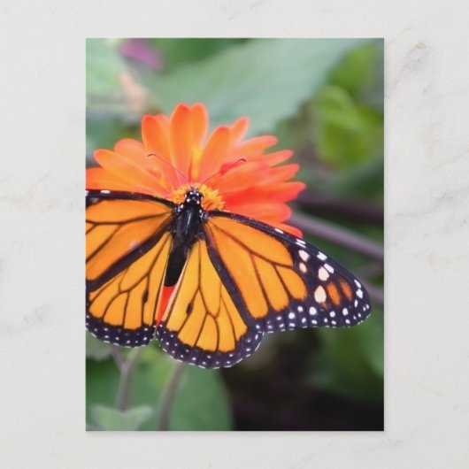 Monarchschmetterling auf orangefarbener Blume Postkarte (Vorderseite)
