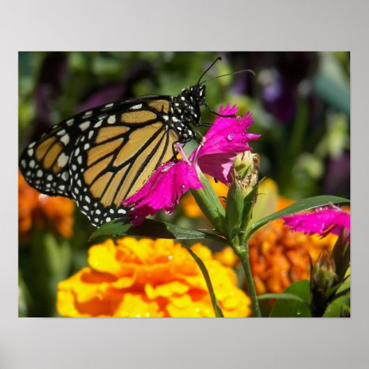 Monarchschmetterling auf rosa Marigold-Poster Poster (Vorne)