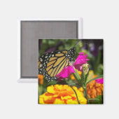 Monarchschmetterling auf rosa Ringelmagnet Magnet (Vorderseite/Rückseite)