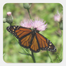 Monarchschmetterling auf rosa Stickers