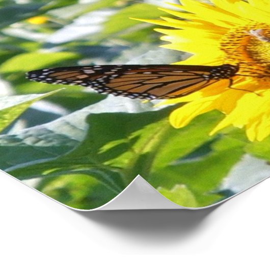 Monarchschmetterling auf Sonnenblumenposter Poster (Ecke)