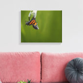 Monarchschmetterling aus Kokon-Fotografie Leinwanddruck (Insitu (Wohnzimmer))