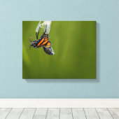 Monarchschmetterling aus Kokon-Fotografie Leinwanddruck (Insitu (Holzboden))