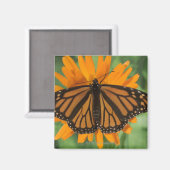 Monarchschmetterling (Danaus plexippus) auf Topf Magnet (Vorderseite/Rückseite)