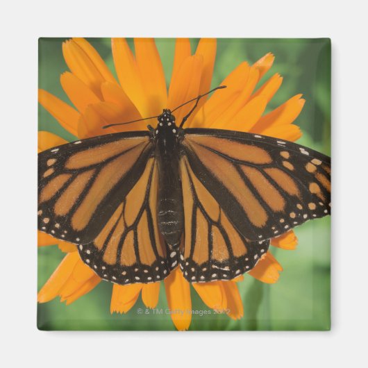 Monarchschmetterling (Danaus plexippus) auf Topf Magnet (Vorne)