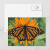 Monarchschmetterling (Danaus plexippus) auf Topf Postkarte (Vorne/Hinten)