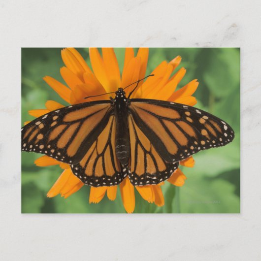 Monarchschmetterling (Danaus plexippus) auf Topf Postkarte (Vorderseite)