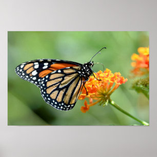 Monarchschmetterling füttre auf Blume Poster