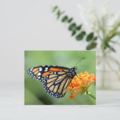 Monarchschmetterling füttre auf Blume Postkarte (Stehend Vorderseite)