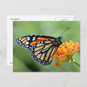 Monarchschmetterling füttre auf Blume Postkarte (Vorne/Hinten)
