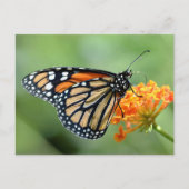 Monarchschmetterling füttre auf Blume Postkarte (Vorderseite)
